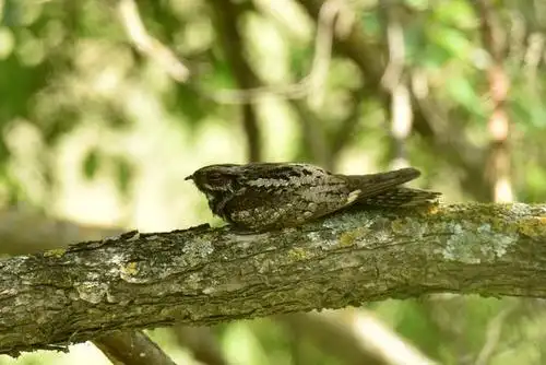 白天睡大觉,晚上出来捕食的普通夜鹰,这一身羽毛很难发现它们
