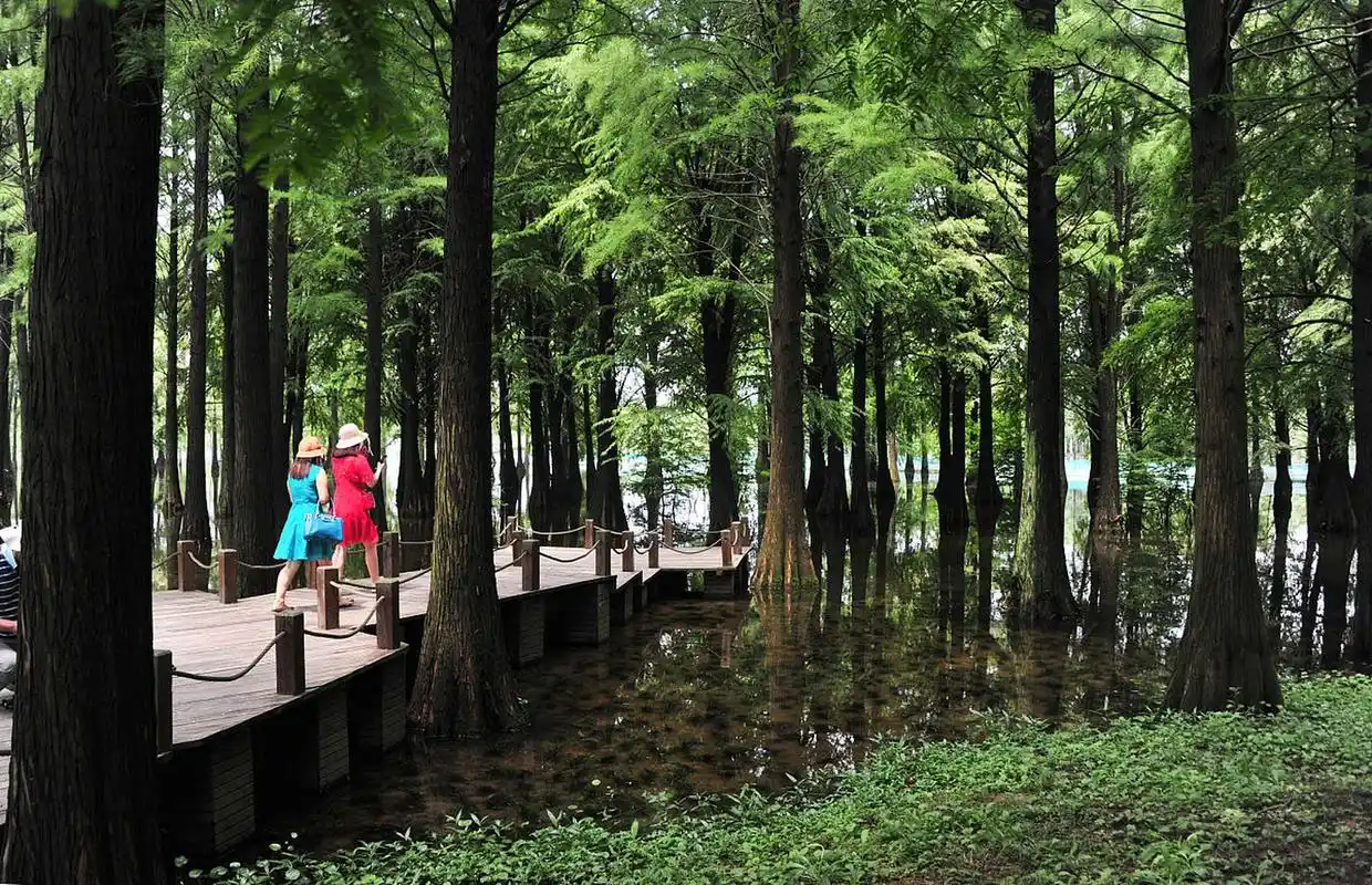 青西郊野水上森林公园,位于上海市青浦区,是一个美不胜收的自然景观.