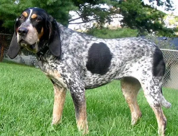 布鲁克浣熊猎犬