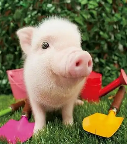 超火小粉猪图片可爱超级萌2018你是我见过最可爱的猪