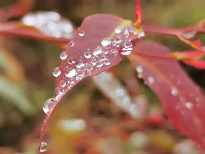 写美篇  雨后的清晨,叶尖上晶莹的露珠……用手机镜头将它的美丽定格