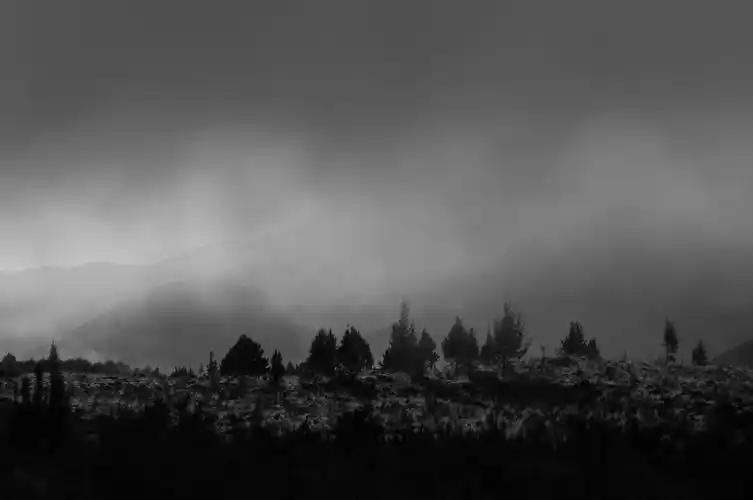 阴天天空下的森林灰度摄影