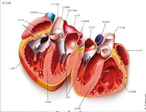 7月2日蚂蚁庄园答案解析人特别难过时会觉的心痛真的是心脏在痛吗