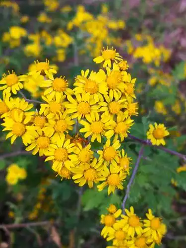 山上的野菊花开的很茂盛