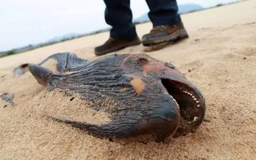 江西鄱阳湖都昌段现死亡风化江豚