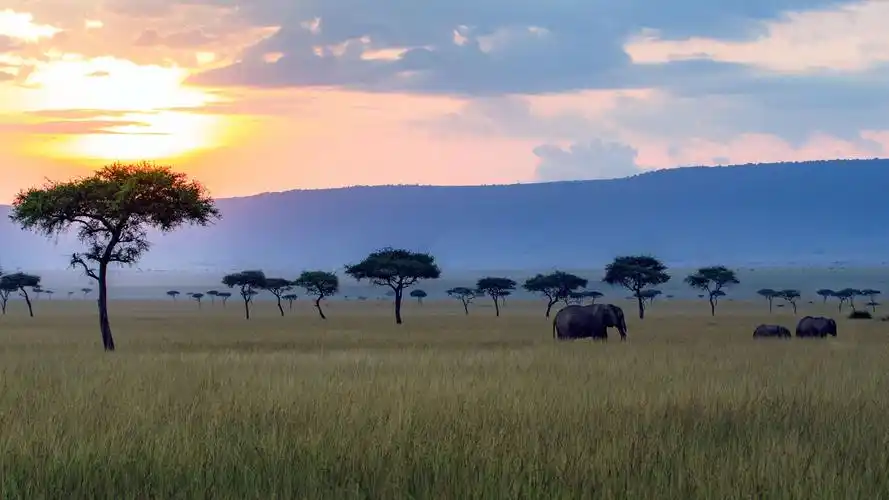 其它 走进非洲(一) 写美篇肯尼亚马赛马拉草原(6月15～6月17)