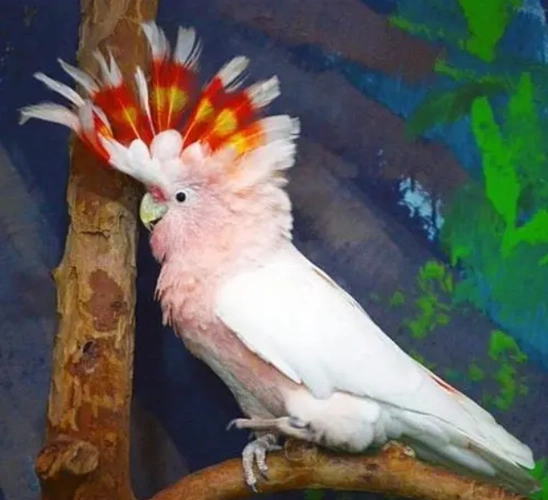 彩冠凤头鹦鹉和缨冠蜂鸟把头冠弄得太别致了看着真美