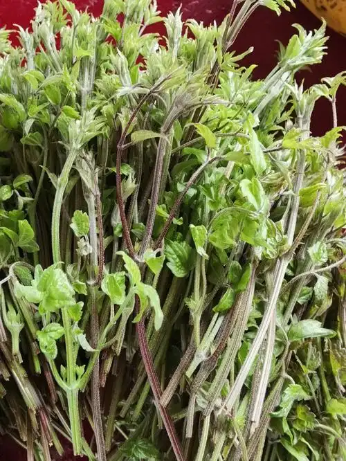 有人认识这种野菜嘛