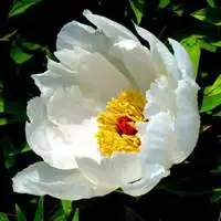 白牡丹花头像图片大全 白色牡丹花唯美头像_微信头像图片大全