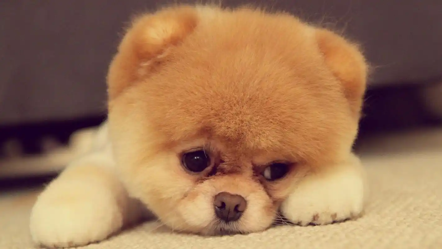 寻找临沂最萌宠物比赛开始啦快带着你家宝贝来秀