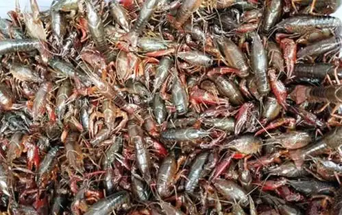 不会错的,吃起来味道也会更可口一点,炸好的蝲蛄虾看起来特别的有食欲