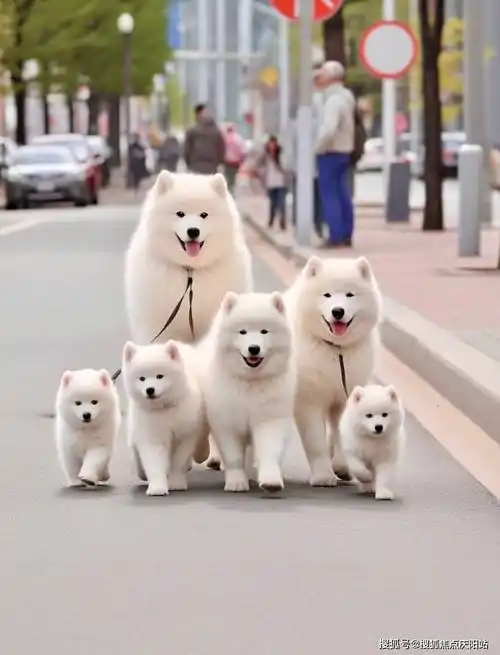 成都买萨摩耶犬首页网站(成都成华区)萨摩耶犬什么价格