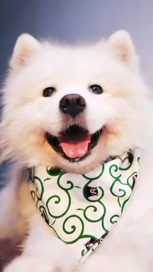 精选壁纸丨我是你们的小可爱萨摩耶呀