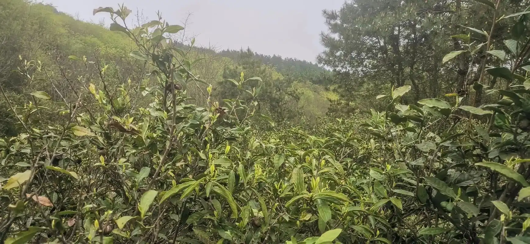 纯手工原生态野茶