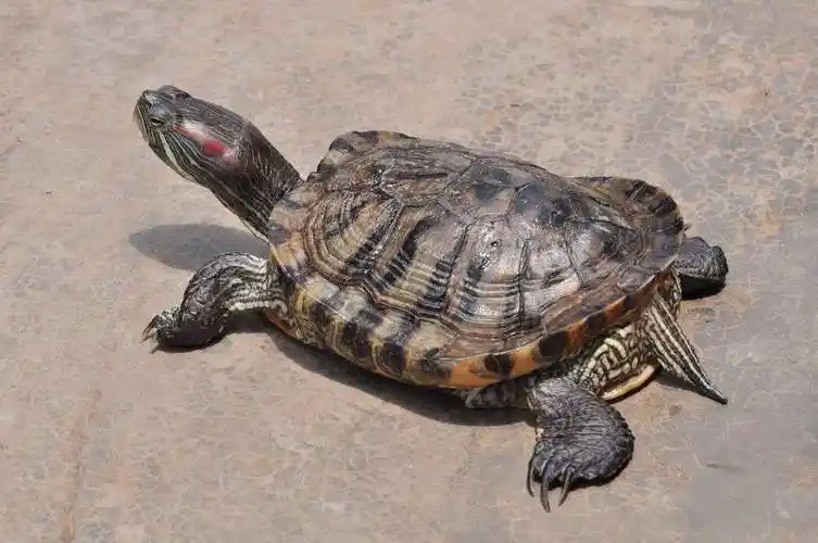 常见的半水龟,有锯缘,枫叶,黄缘,黄额等,这些龟,爪间并无明显的蹼,不