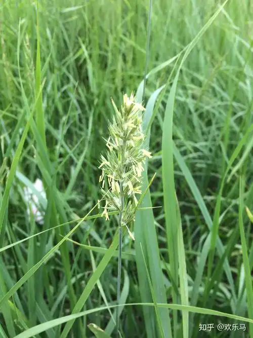 大庆野地植物55黑麦草