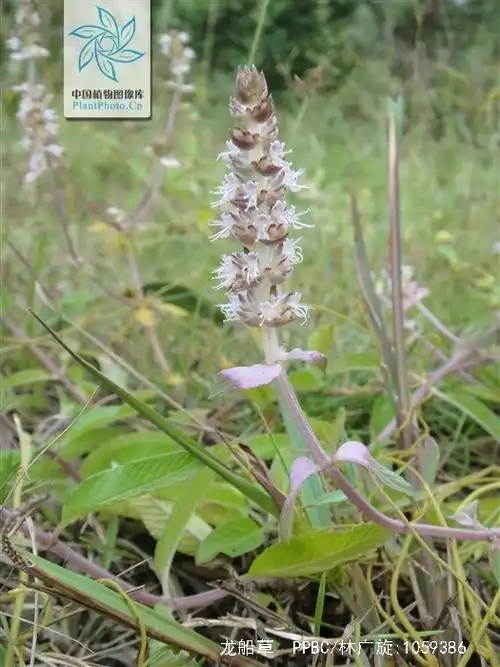 nosema cochinchinensis