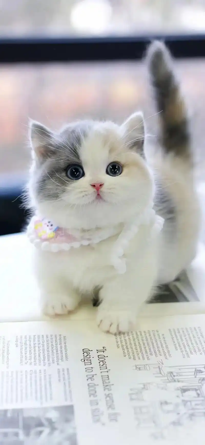 精品#三花异瞳曼基康#矮脚猫 妹妹 猫咪三三配色!绝版小可爱!