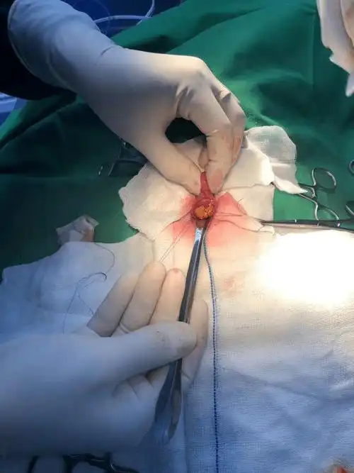 7岁博美犬患膀胱结石的治疗实例_进行_给予_检查