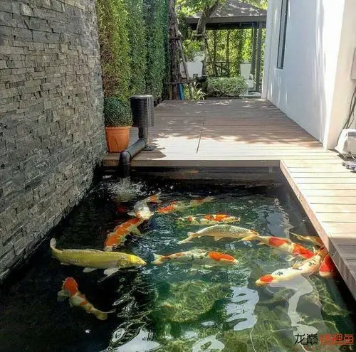 家里还有这样的池子 - 锦鲤玩家 - 龙巅锦鲤鱼