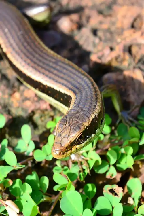 蜥蜴石龙子四脚蛇