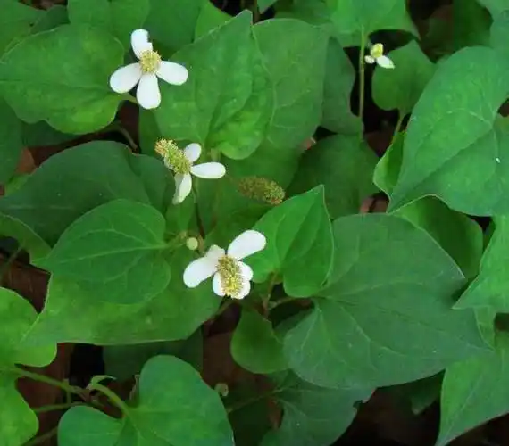 鱼腥草||文/范有富