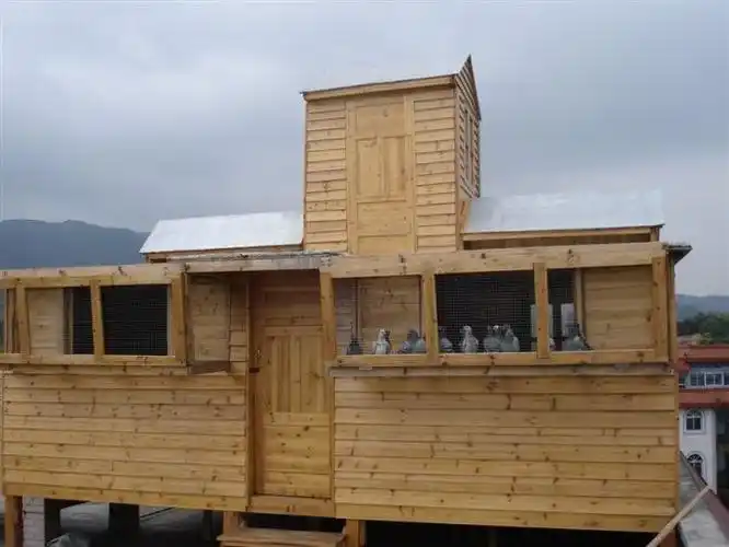 相册各式样的赛鸽棚