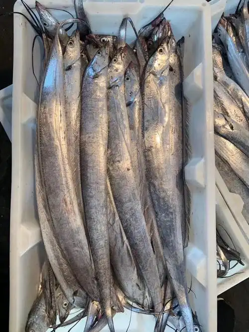 【产地直销 正宗吕四野生带鱼】6斤189元,4-5两/条,开水蒸5分钟即可