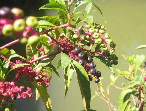 html无独有偶,本月10日,成都市第五人民医院也接诊了一例食商陆中毒的