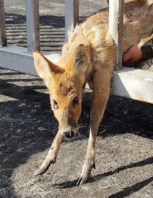 供图 吉林省林业和草原局69695月1日,一只外形酷似狍子的野生动物