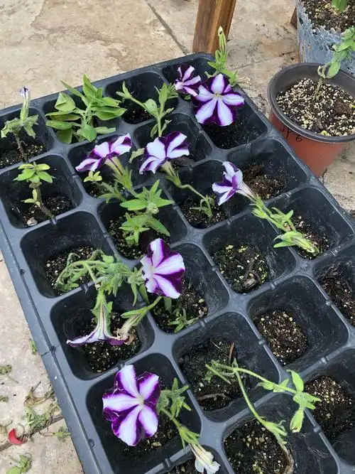 不小心折断了枝条,剪了扦插,今天听大神介绍,取枝节分叉的地方直接手