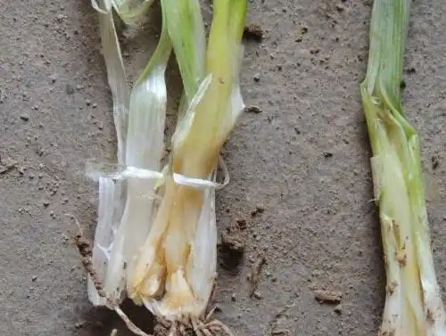大葱软腐病症状病因及防治方法