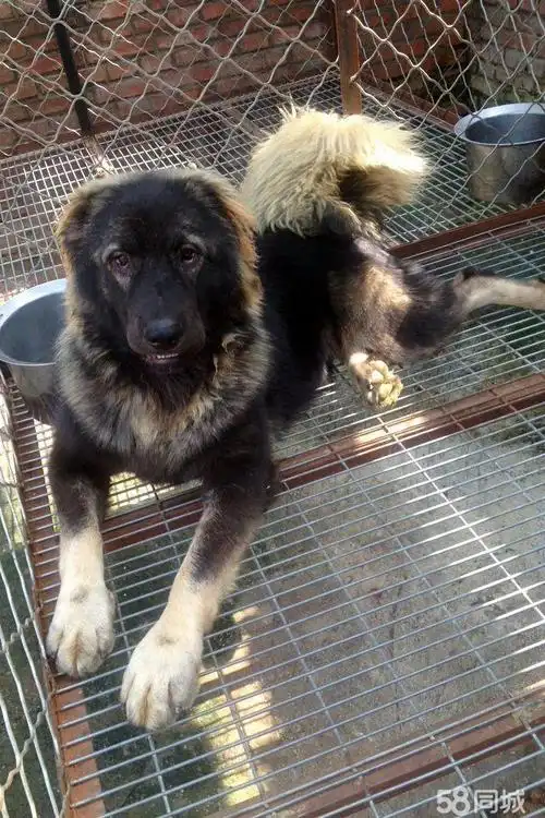 10个月的高加索犬3700元(母)