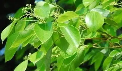 香樟树叶子作用与功效