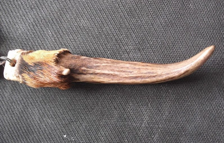 展开全部 麂角(麂属动物的角) 向左转  向右转