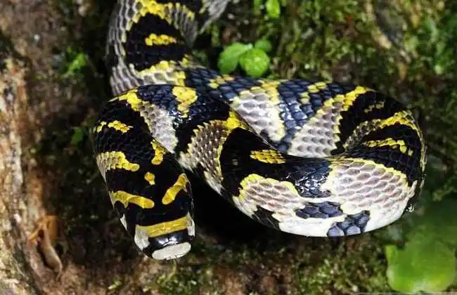 蛇的种类名称及图片大全4