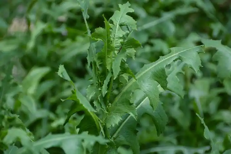 野莴苣也叫毒莴苣原创拍摄