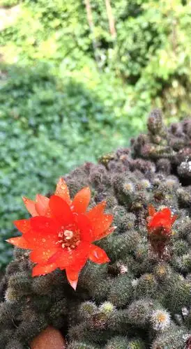 这种植物生命力顽强之极!真太让我感动不已……!