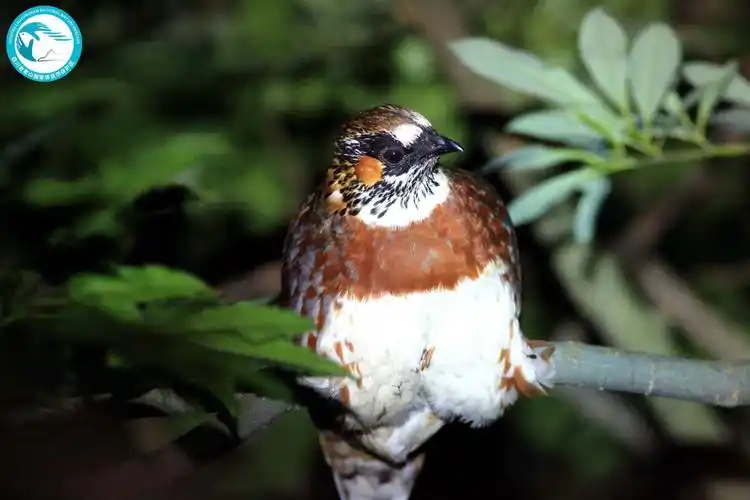 宜宾屏山:保护濒危物种"鸟类中的大熊猫"四川山鹧鸪