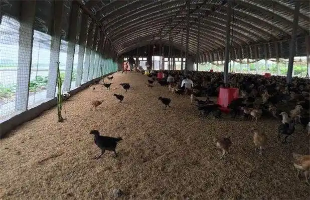 发酵床养鸡有什么好处