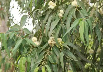 桉树是一种什么植物?桉树的花期,别名及简介