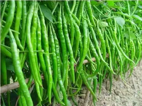 双福农产品产业区蔬菜水果家禽