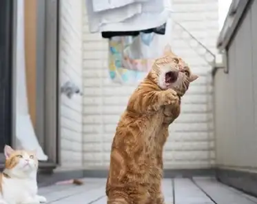 而且这只猫咪还有一个特别的技能,特别喜欢站起来打哈欠和喷嚏,打就打