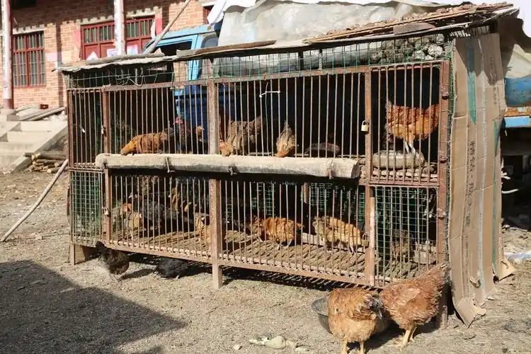 后来,聂全红和扶贫队员给董嫂送去了一个焊好的鸡笼,以及扶贫队捐赠的