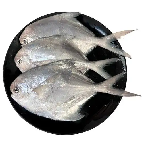 鲳鱼白鲳鱼野生海海鱼新鲜昌鱼平鱼水产海鲜冷冻鲳鱼