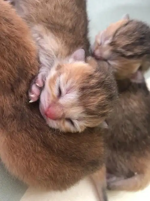 英短金渐层出生啦