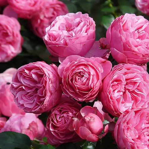 欧月小藤本 艾拉绒球月季花苗 花量超级大多花爬墙蔷薇玫瑰花.