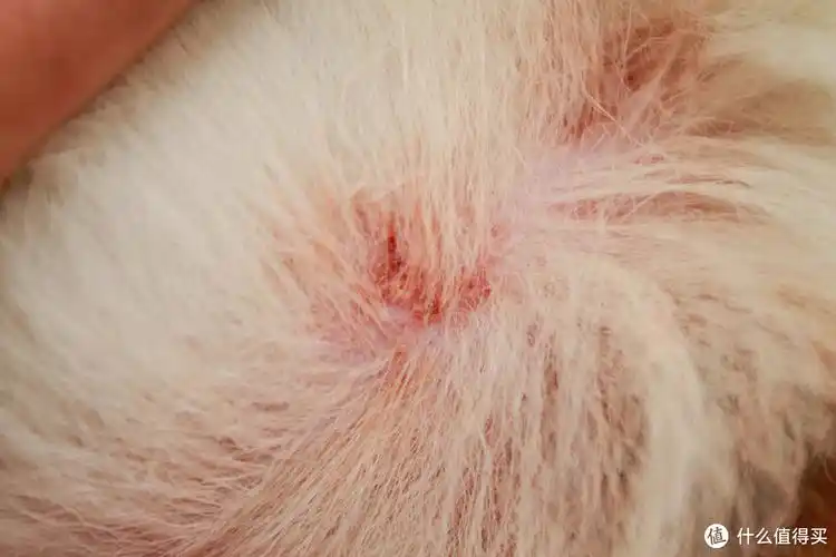 福来恩滴剂——帮助狗狗pk跳蚤大做战