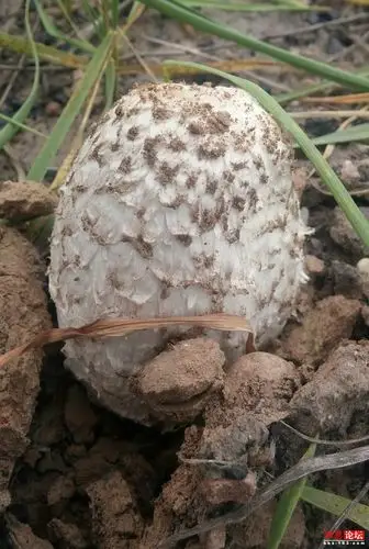 【流光溢彩】黄河滩上大白菇 (原创)