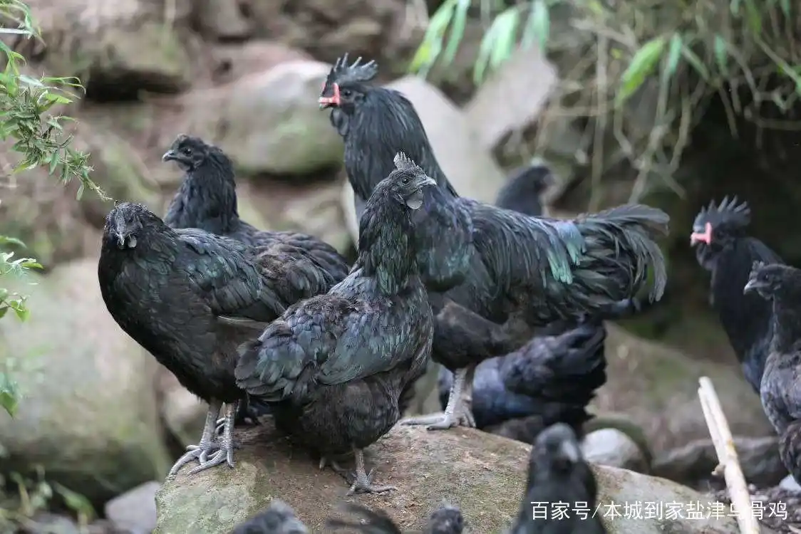 禾峰盐津乌骨鸡到底哪里好?